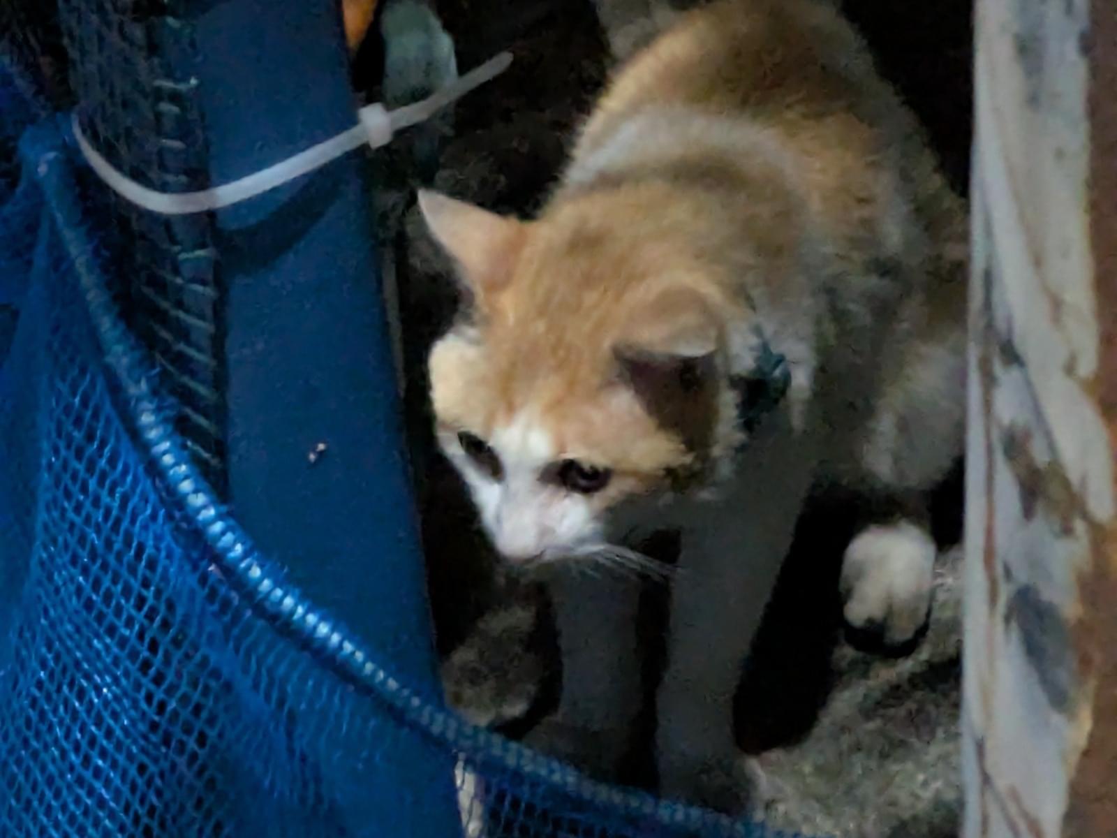 目撃された猫 目撃された猫