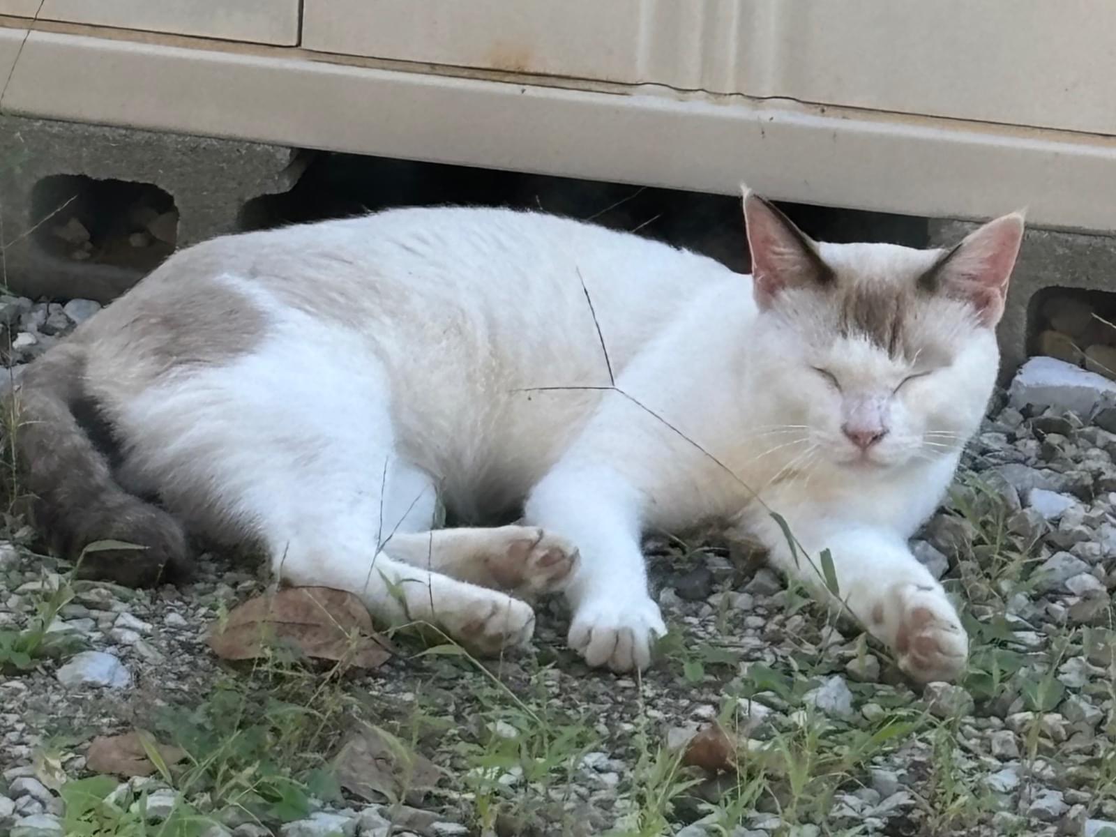 目撃された猫 目撃された猫