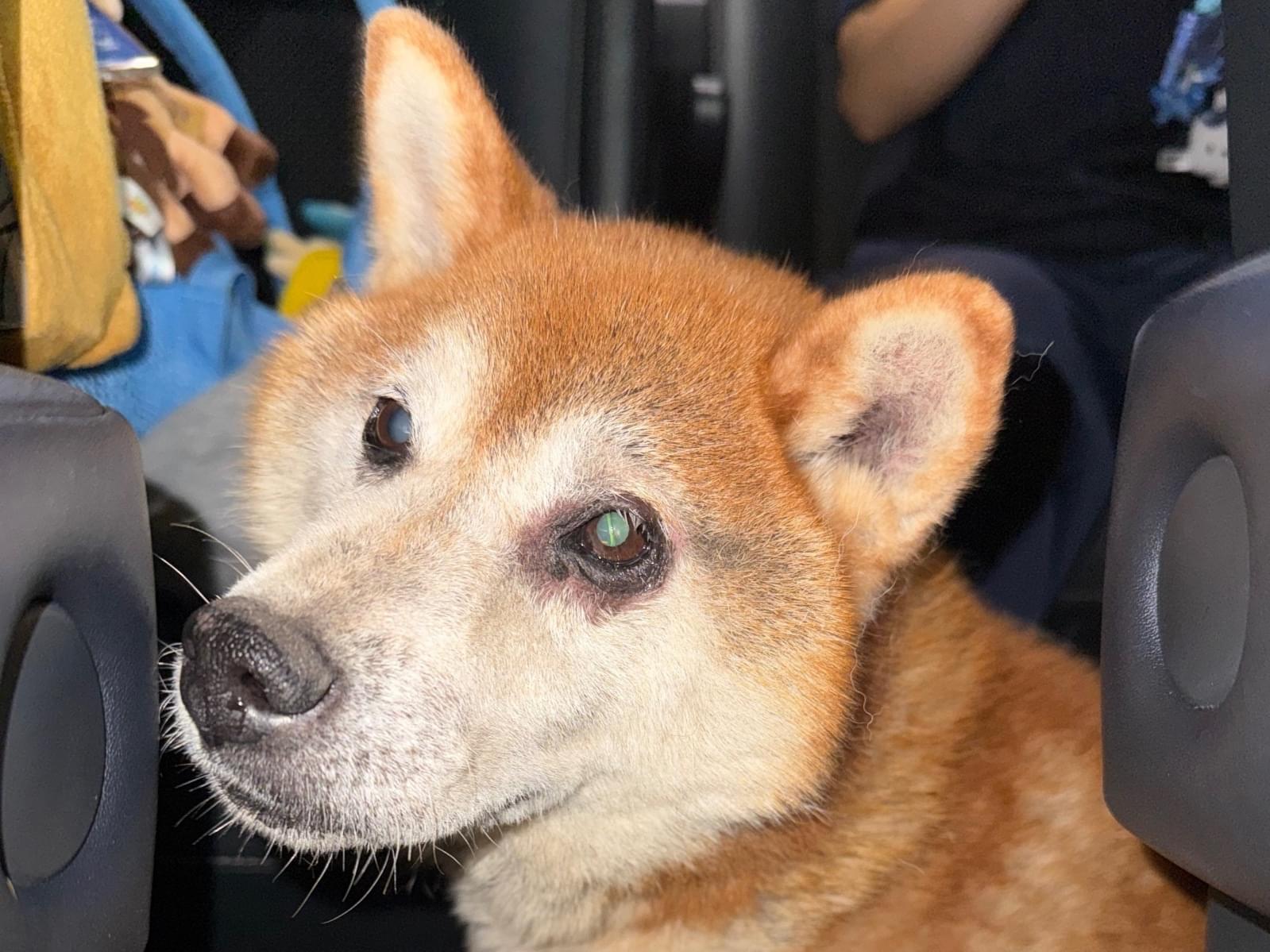 保護された犬 保護された犬
