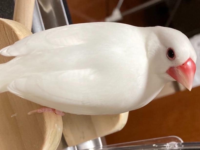 大福ちゃん 大福ちゃん
