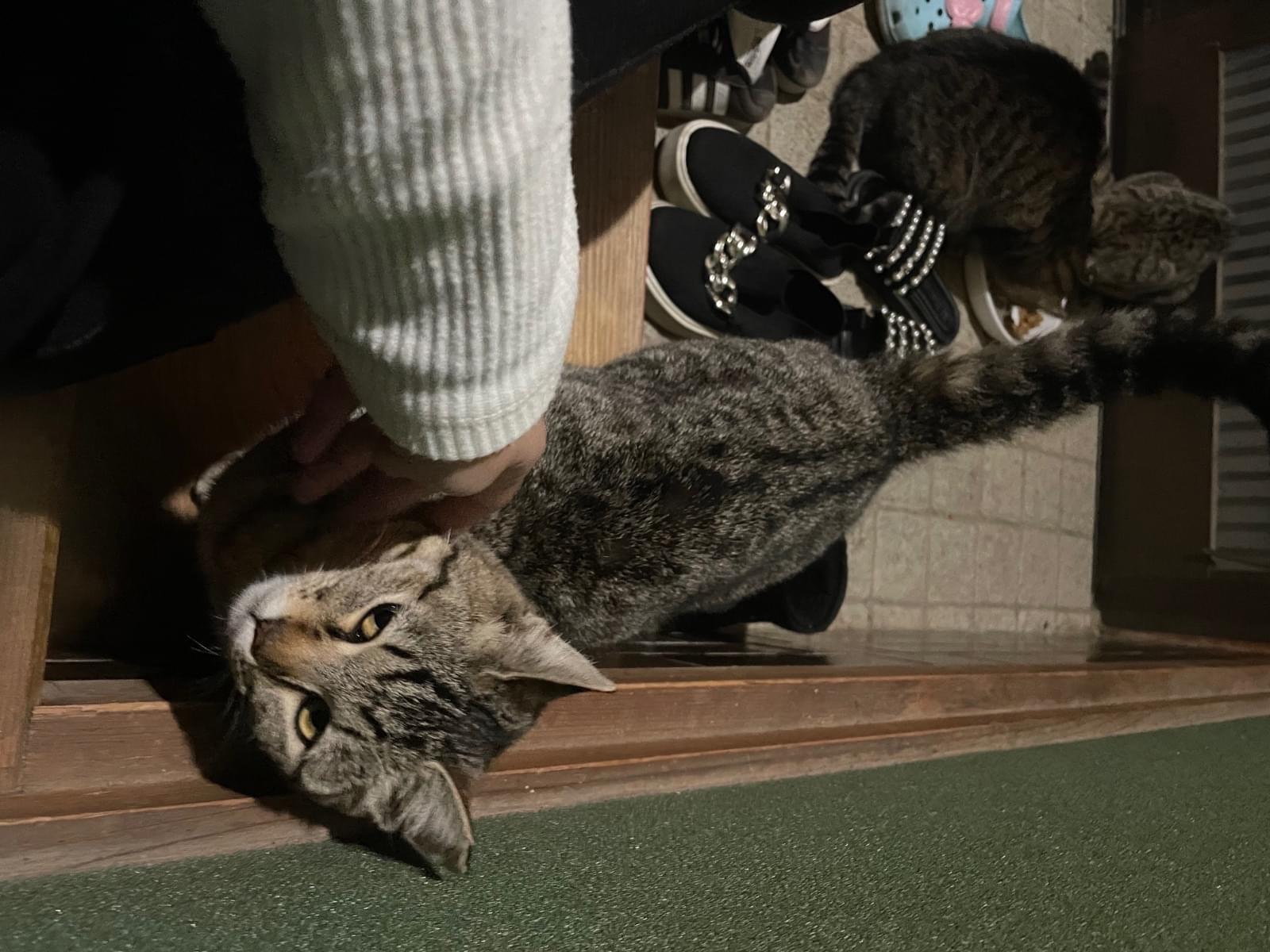トラちゃん トラちゃん