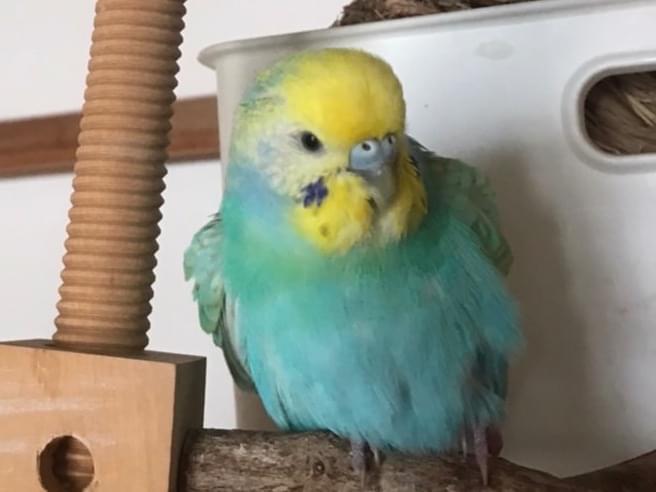 レンちゃん レンちゃん