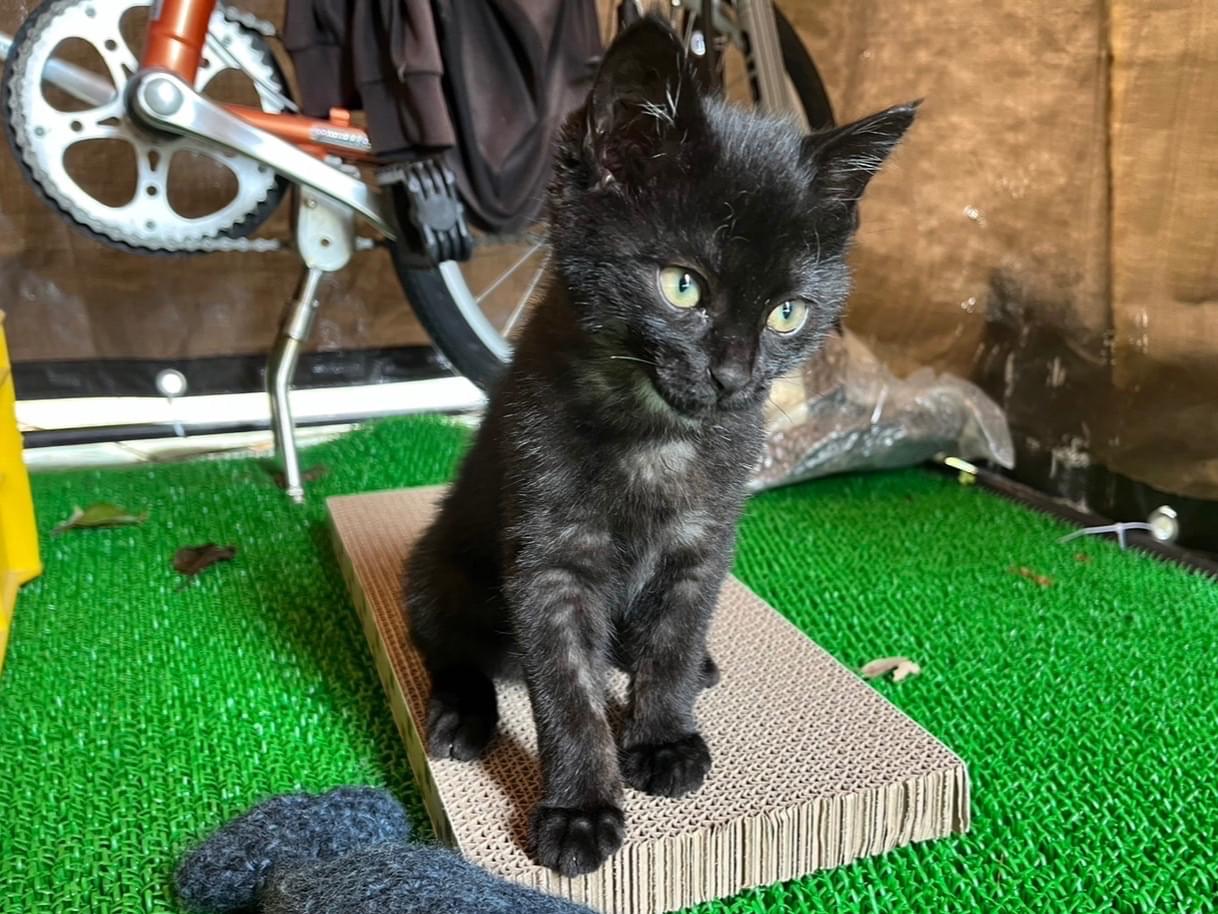 ジジちゃん ジジちゃん