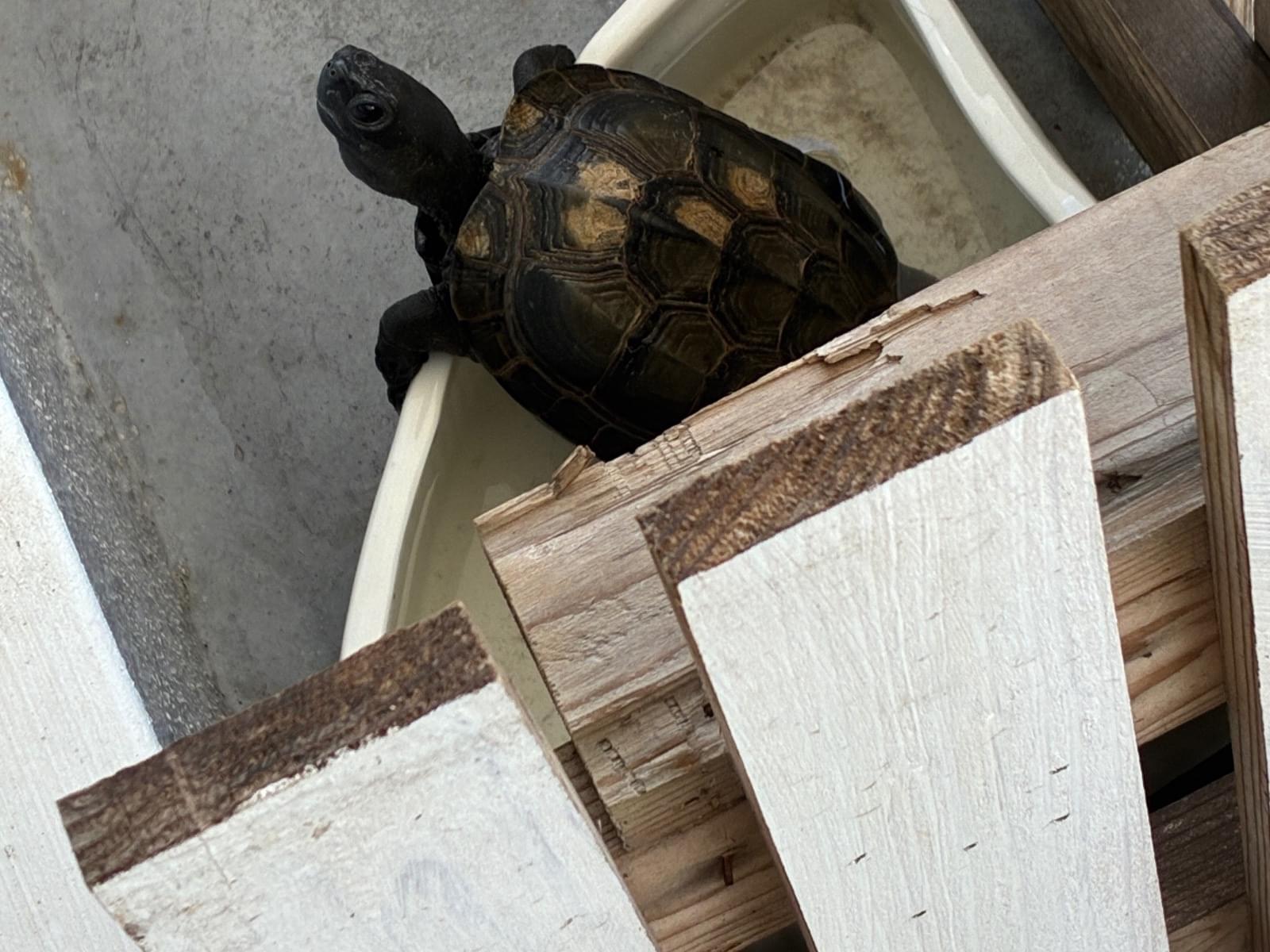 まろちゃん まろちゃん