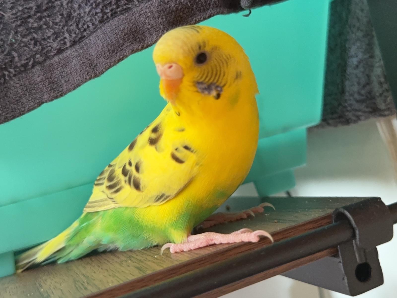 ぴーちゃん ぴーちゃん