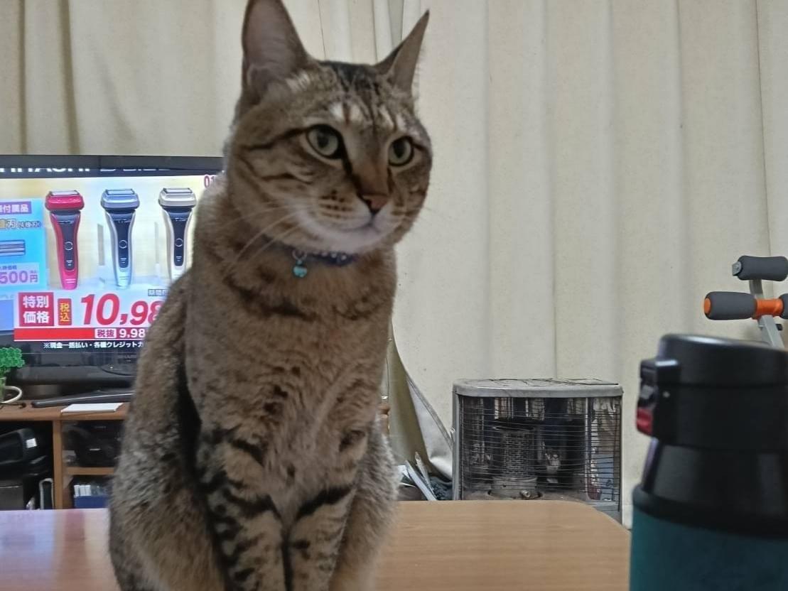 こまちゃん こまちゃん