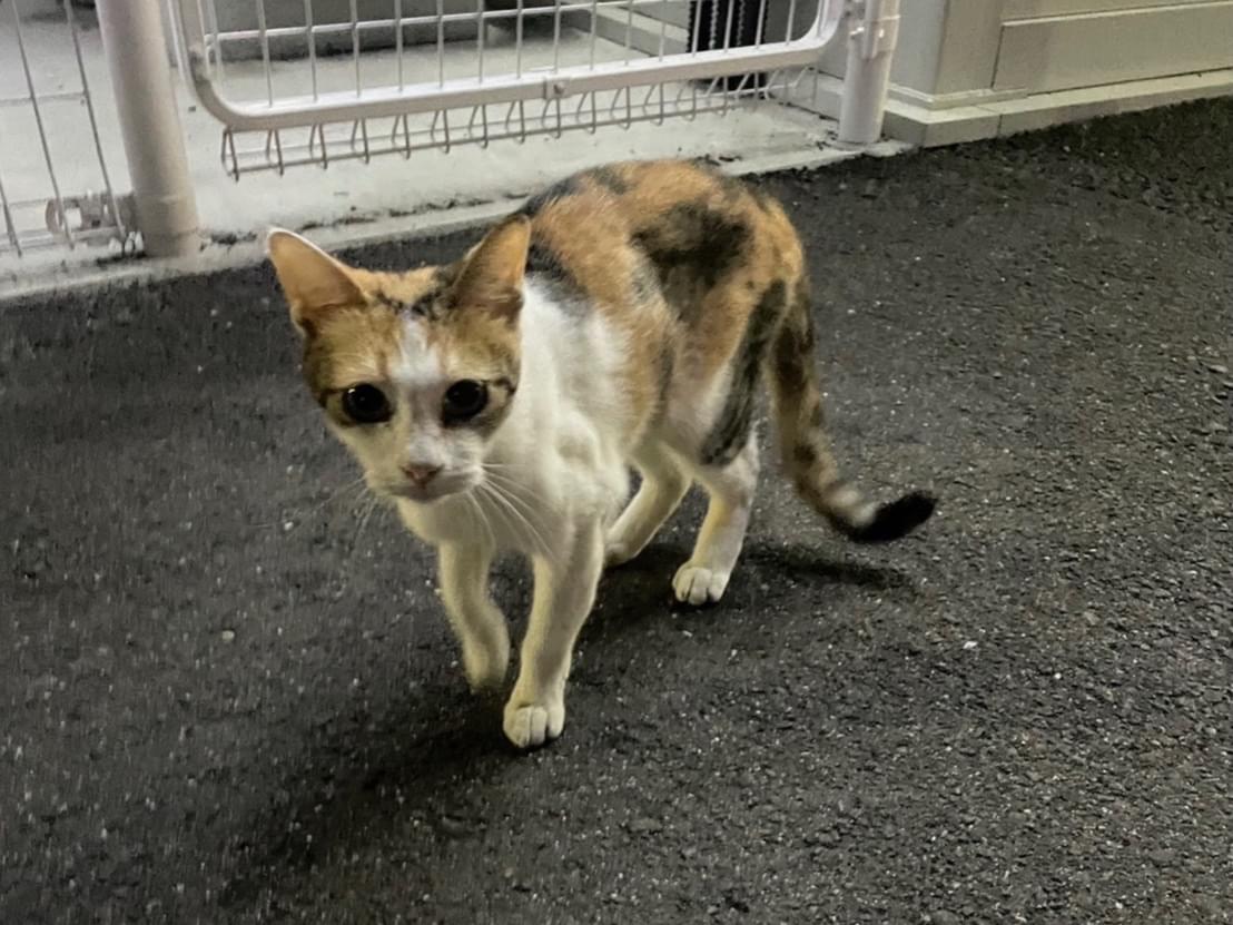 目撃された猫 目撃された猫