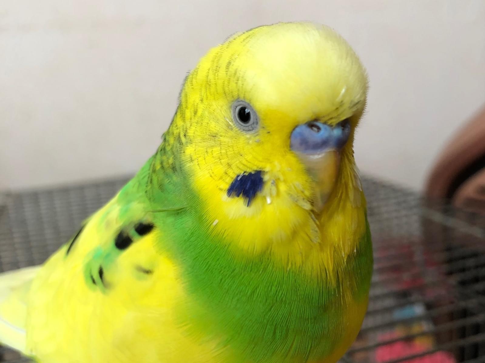 あんずちゃん あんずちゃん