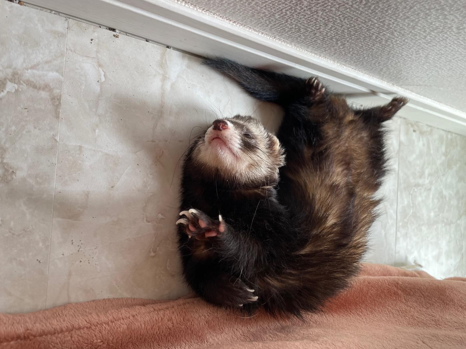 キャシーちゃん