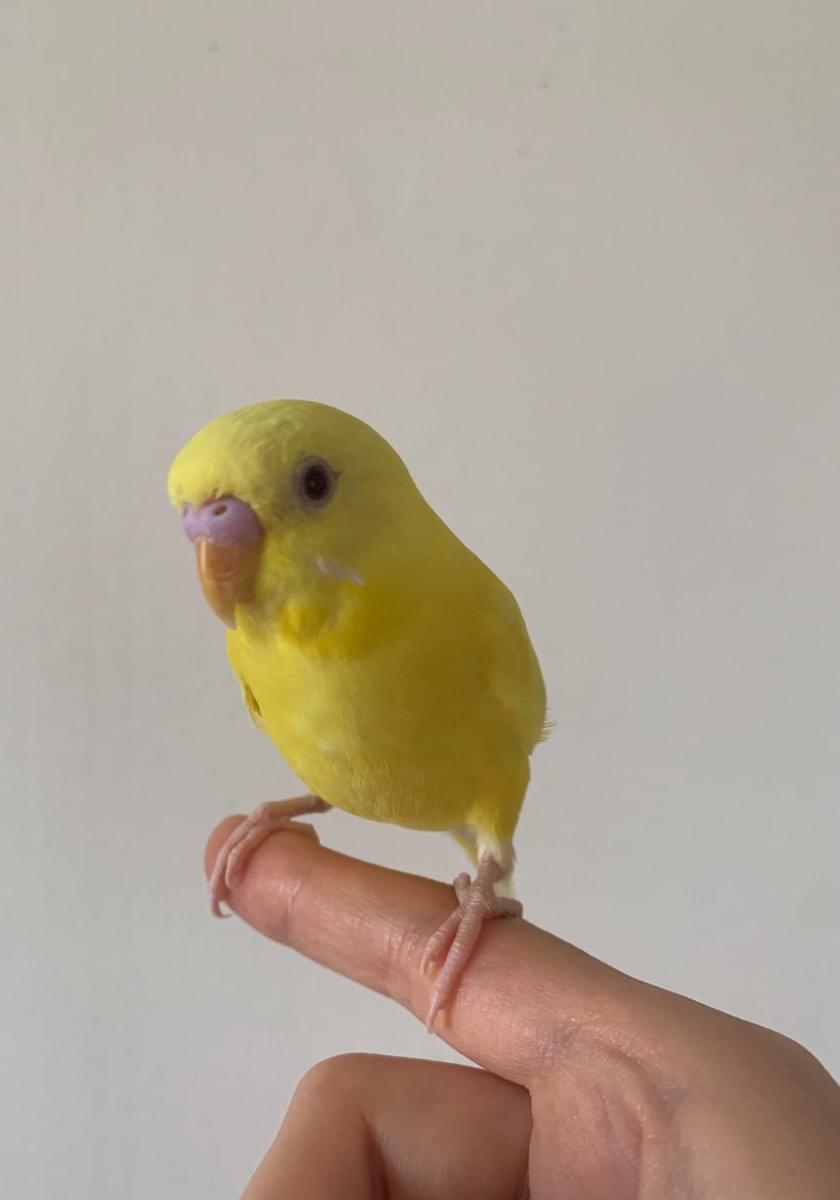 ルチノー】黄色いセキセイインコを探しています【墨田区横川】