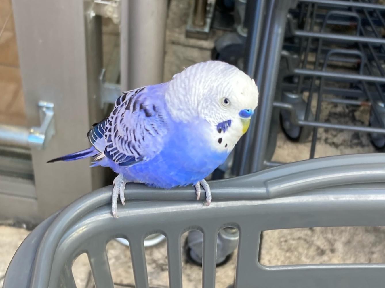 目撃された鳥 目撃された鳥
