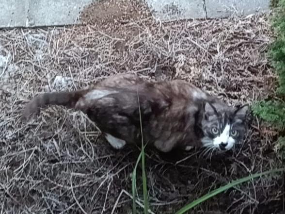 目撃された猫