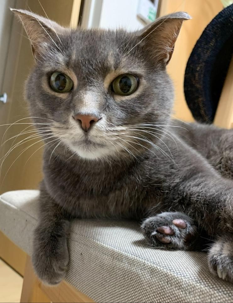 グレーの猫を探しています
