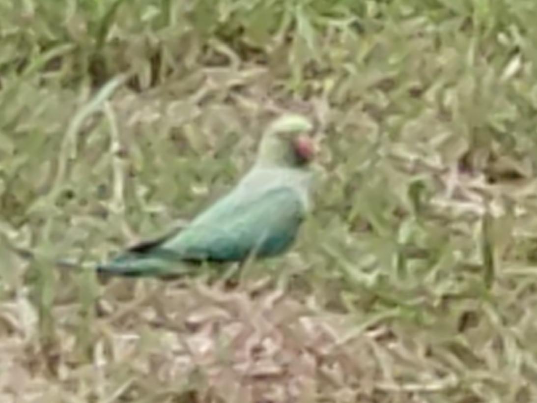 目撃された鳥 目撃された鳥