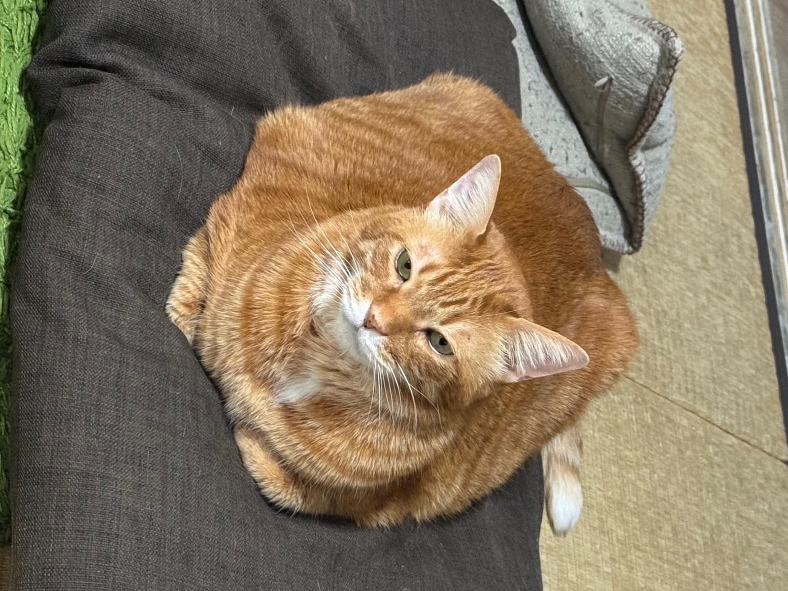 せんちゃん せんちゃん