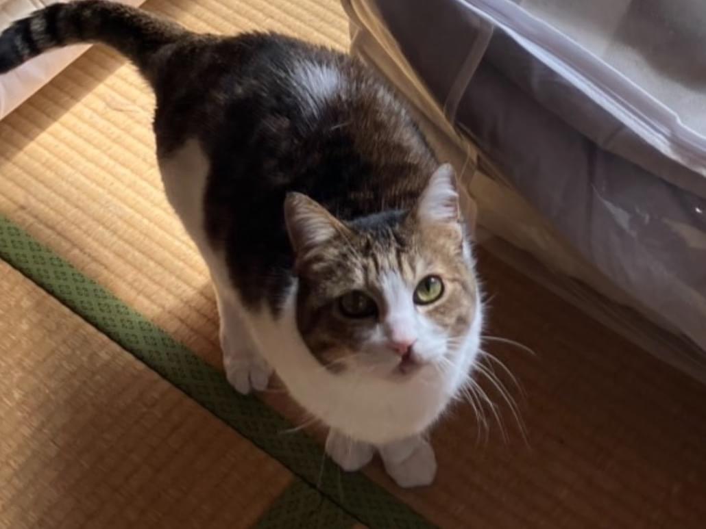 うさぎちゃん