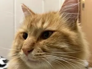毛がふわふわのノルウェージャンフォレストキャットのミックス(茶トラ