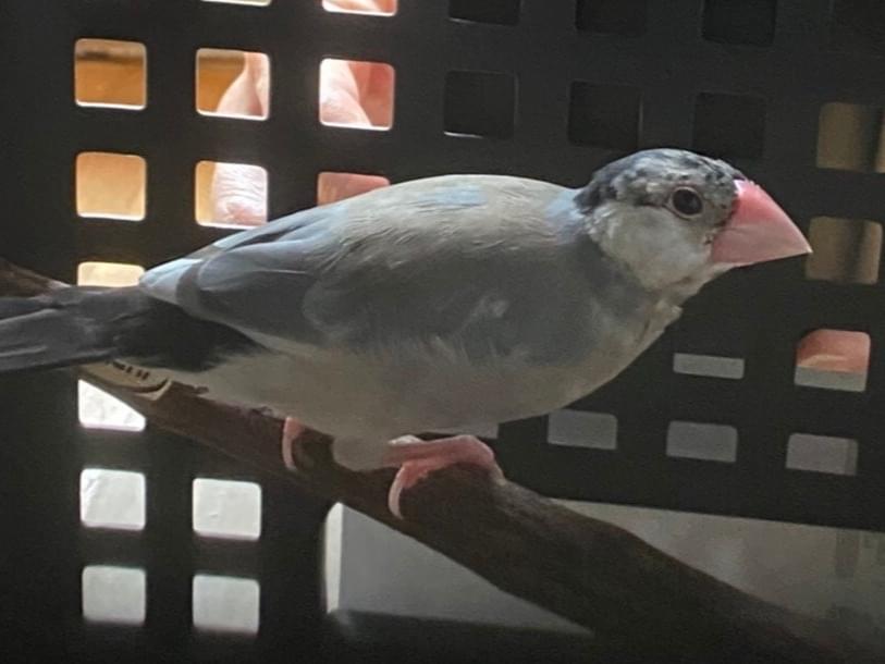 保護された鳥 保護された鳥