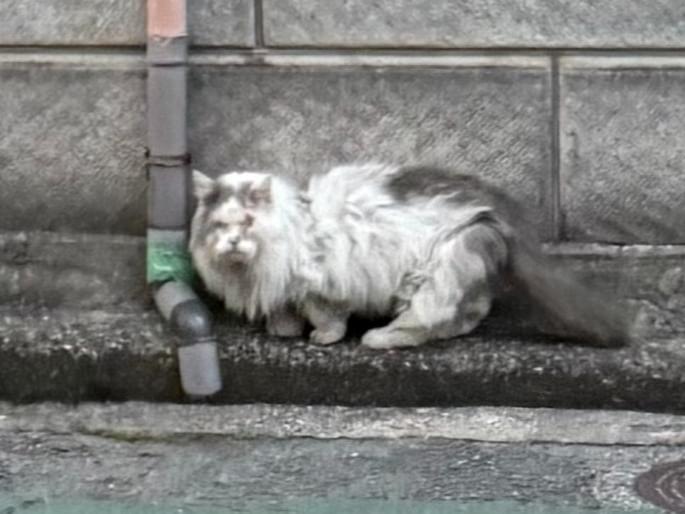 目撃された猫 目撃された猫