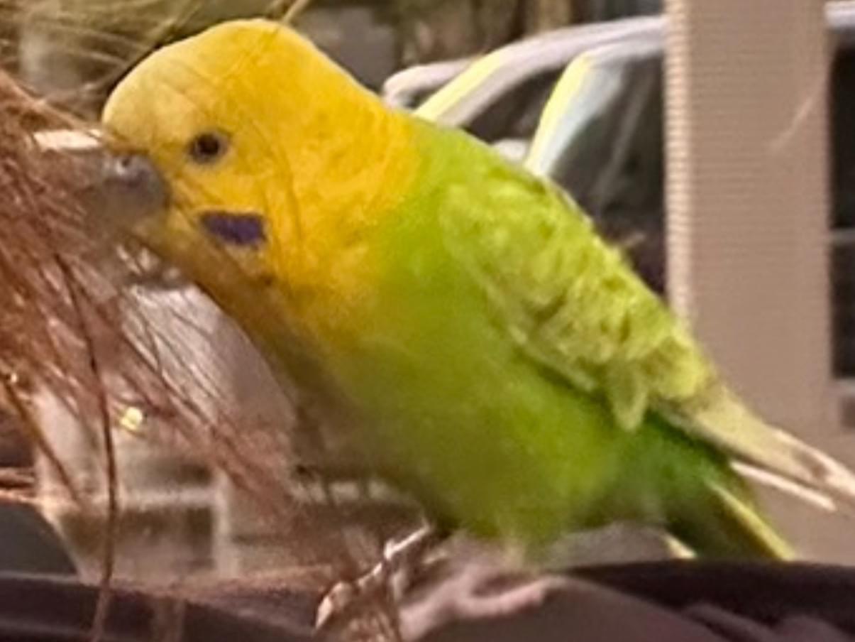 目撃された鳥 目撃された鳥