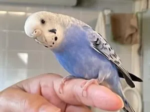 青いインコ 自由が丘から逃げました