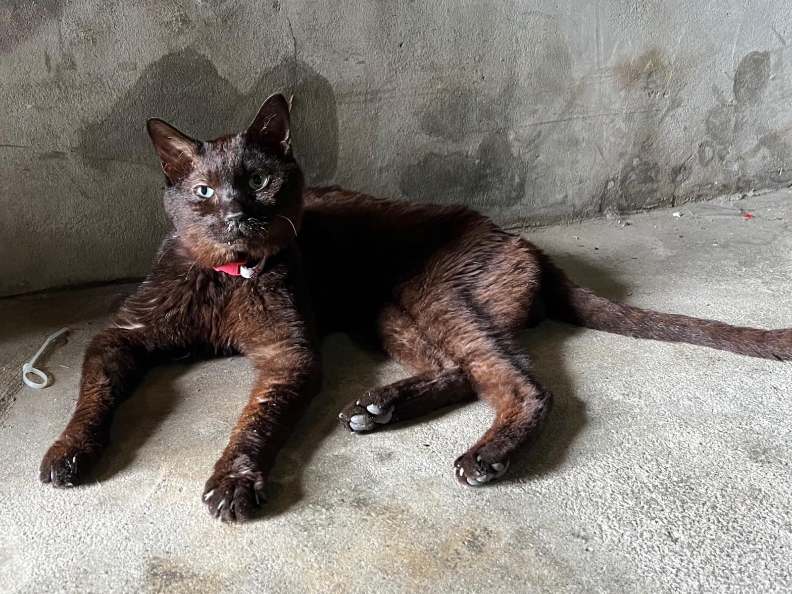 目撃された猫 目撃された猫