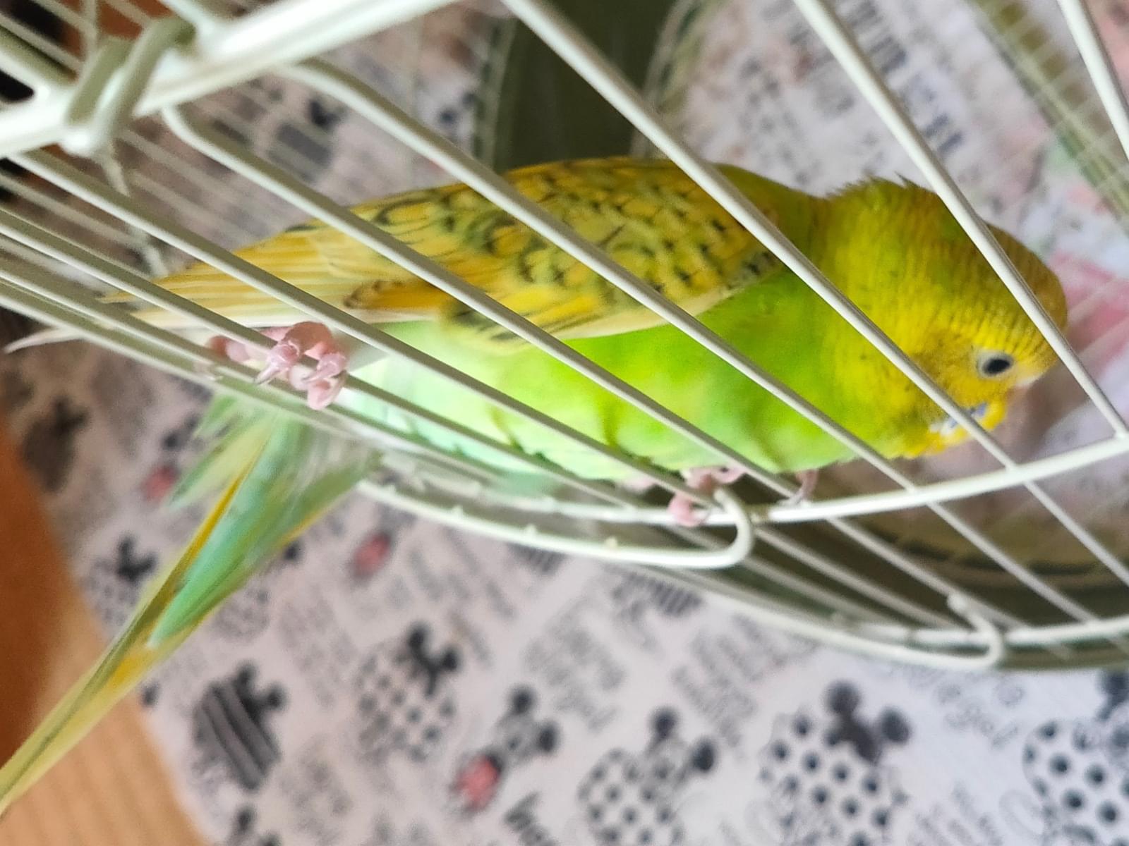 保護された鳥 保護された鳥