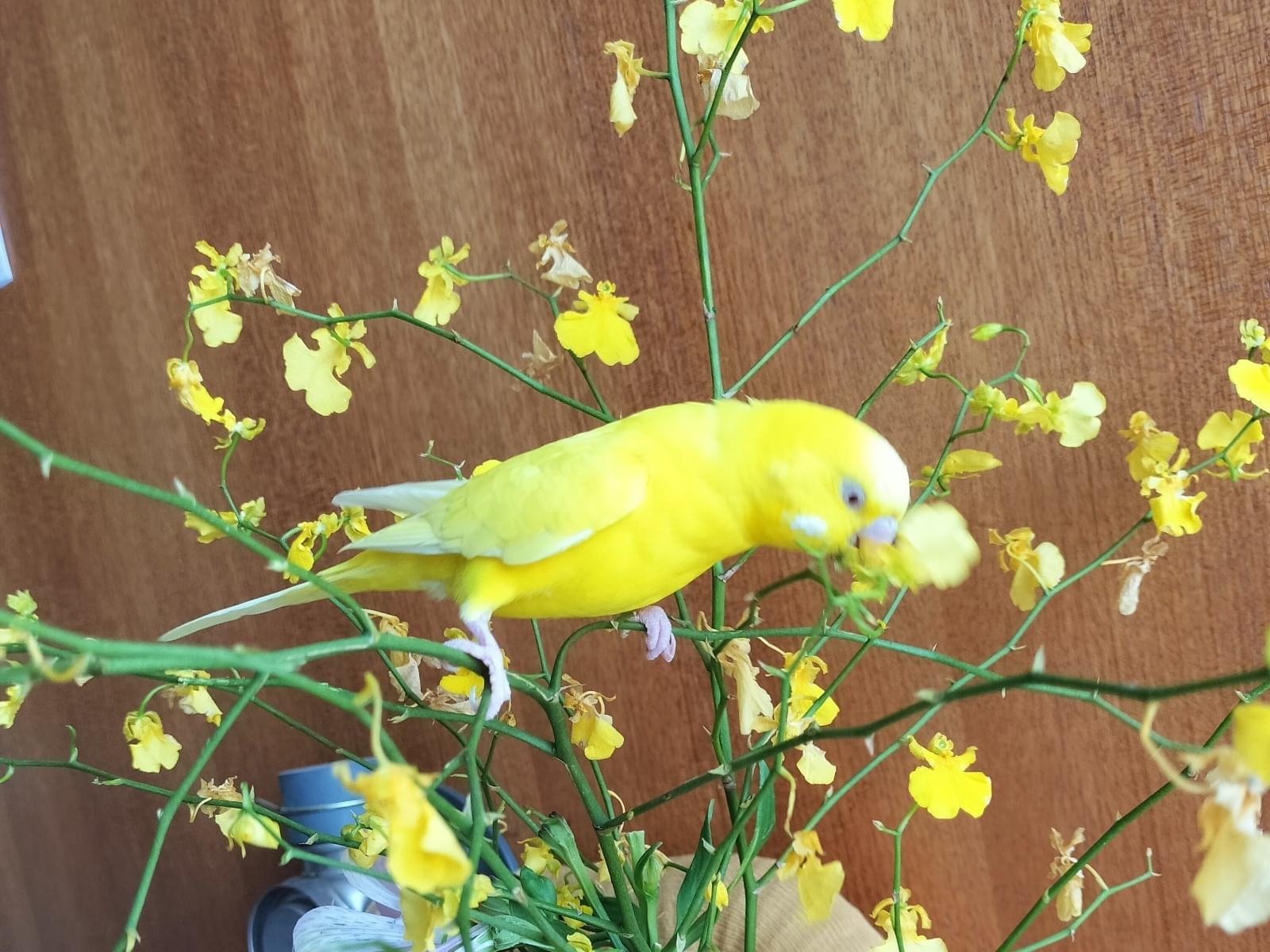 きーちゃん きーちゃん