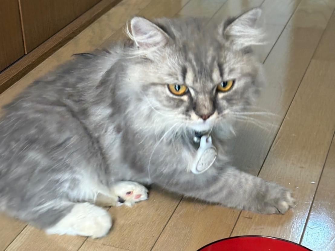 保護された猫 保護された猫