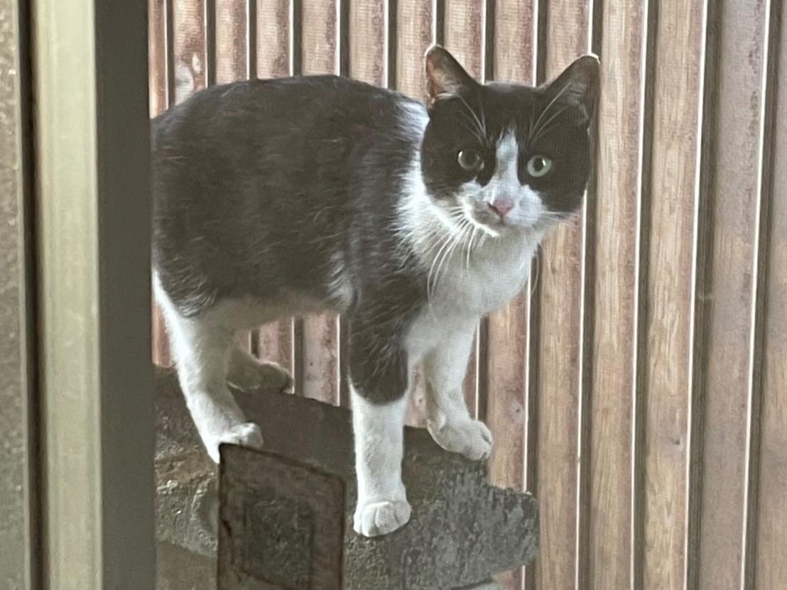 目撃された猫 目撃された猫