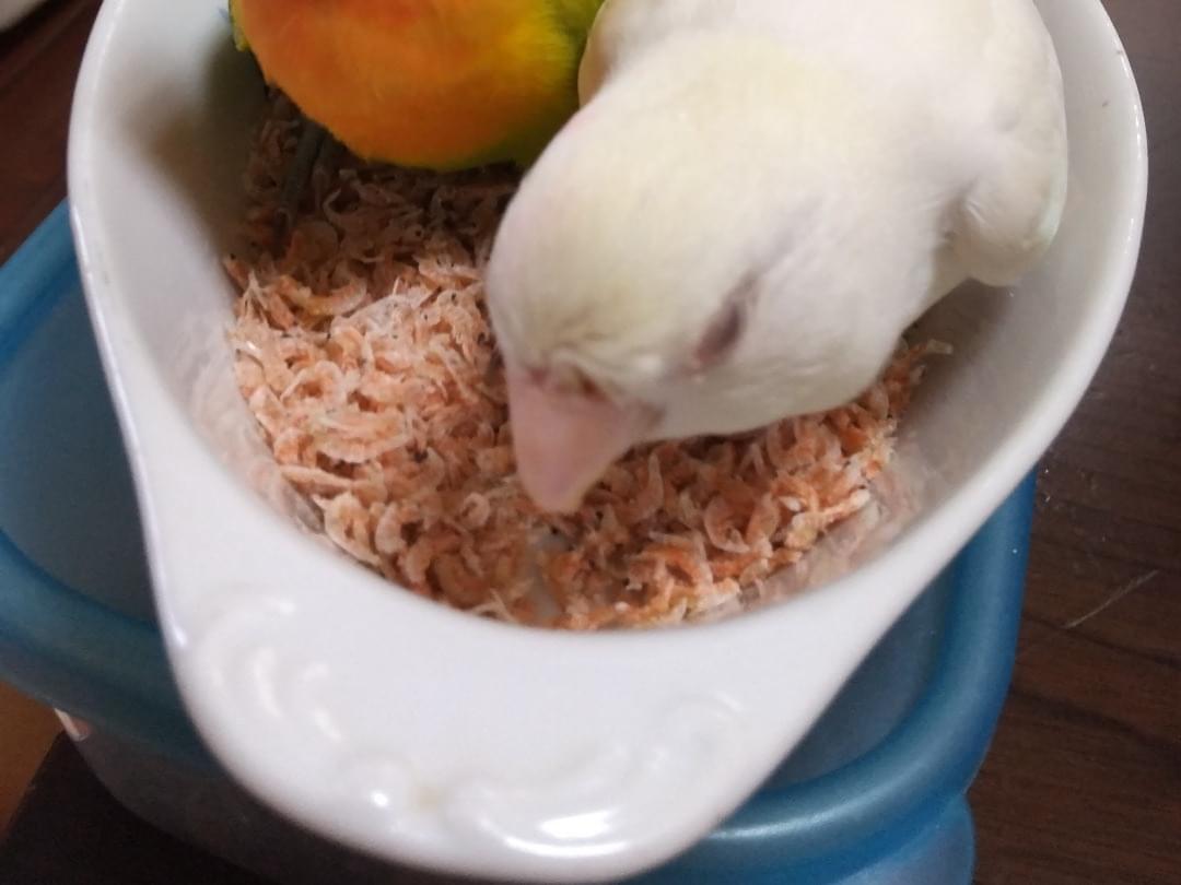 さくらちゃん さくらちゃん