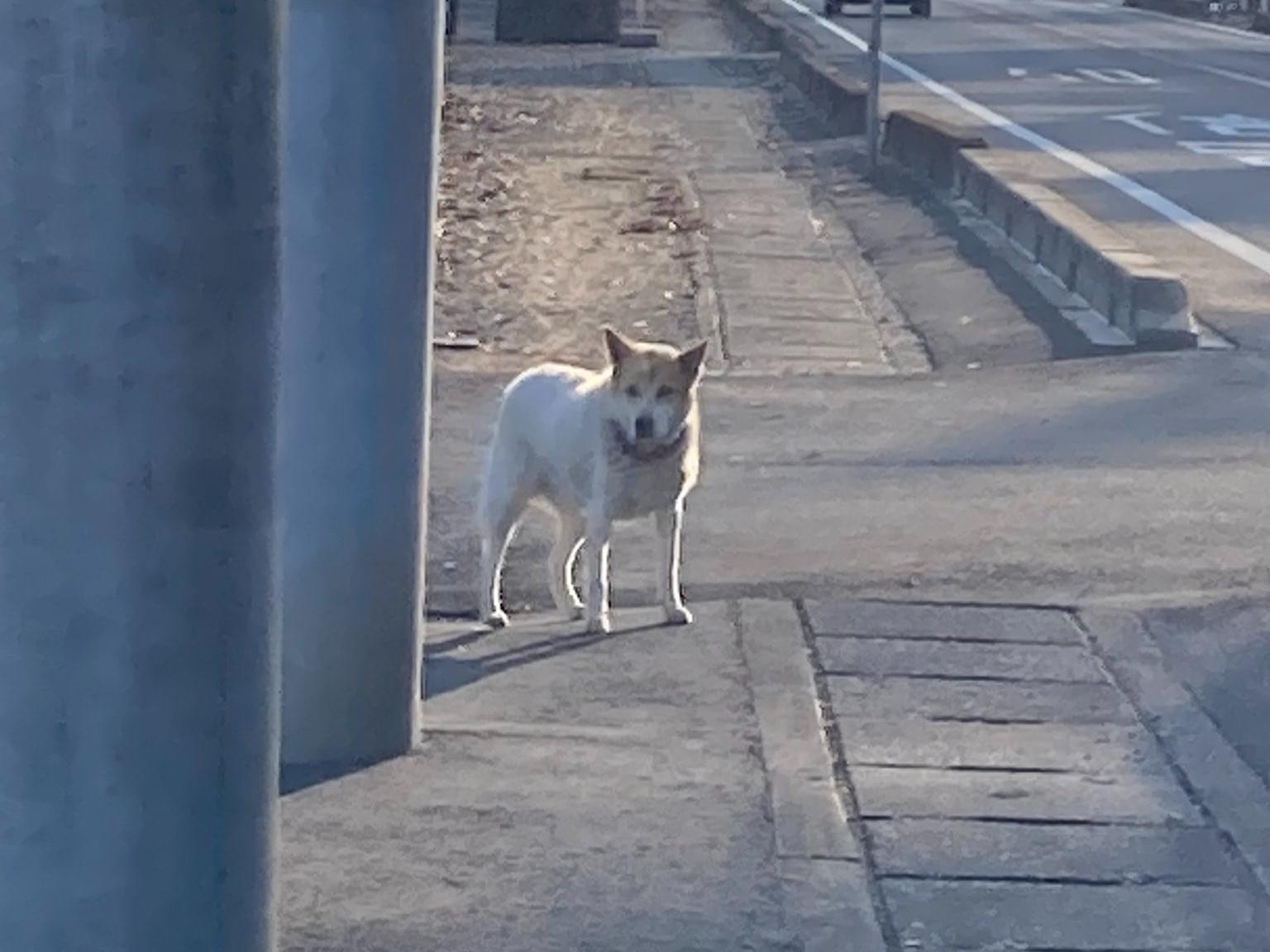 目撃された犬 目撃された犬