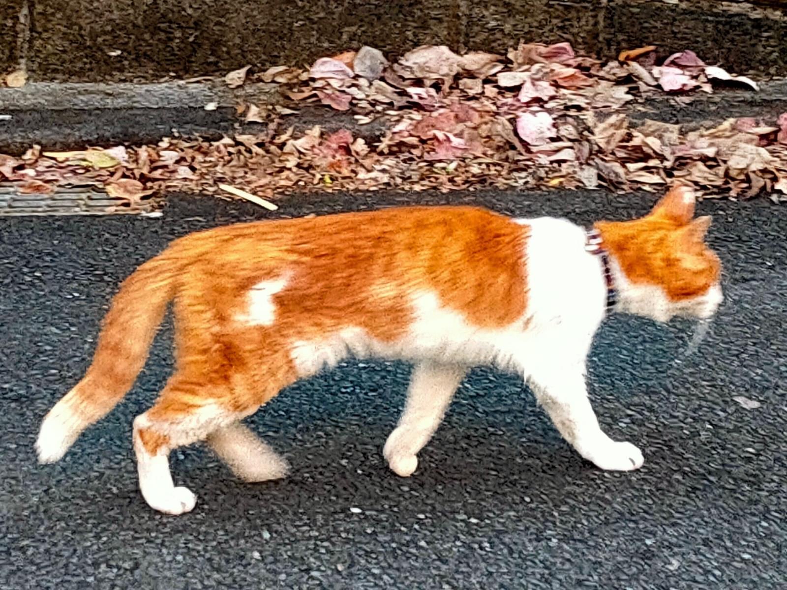目撃された猫 目撃された猫