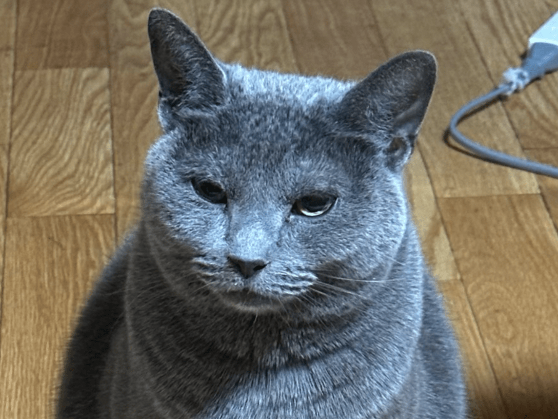 ショパンちゃん ショパンちゃん