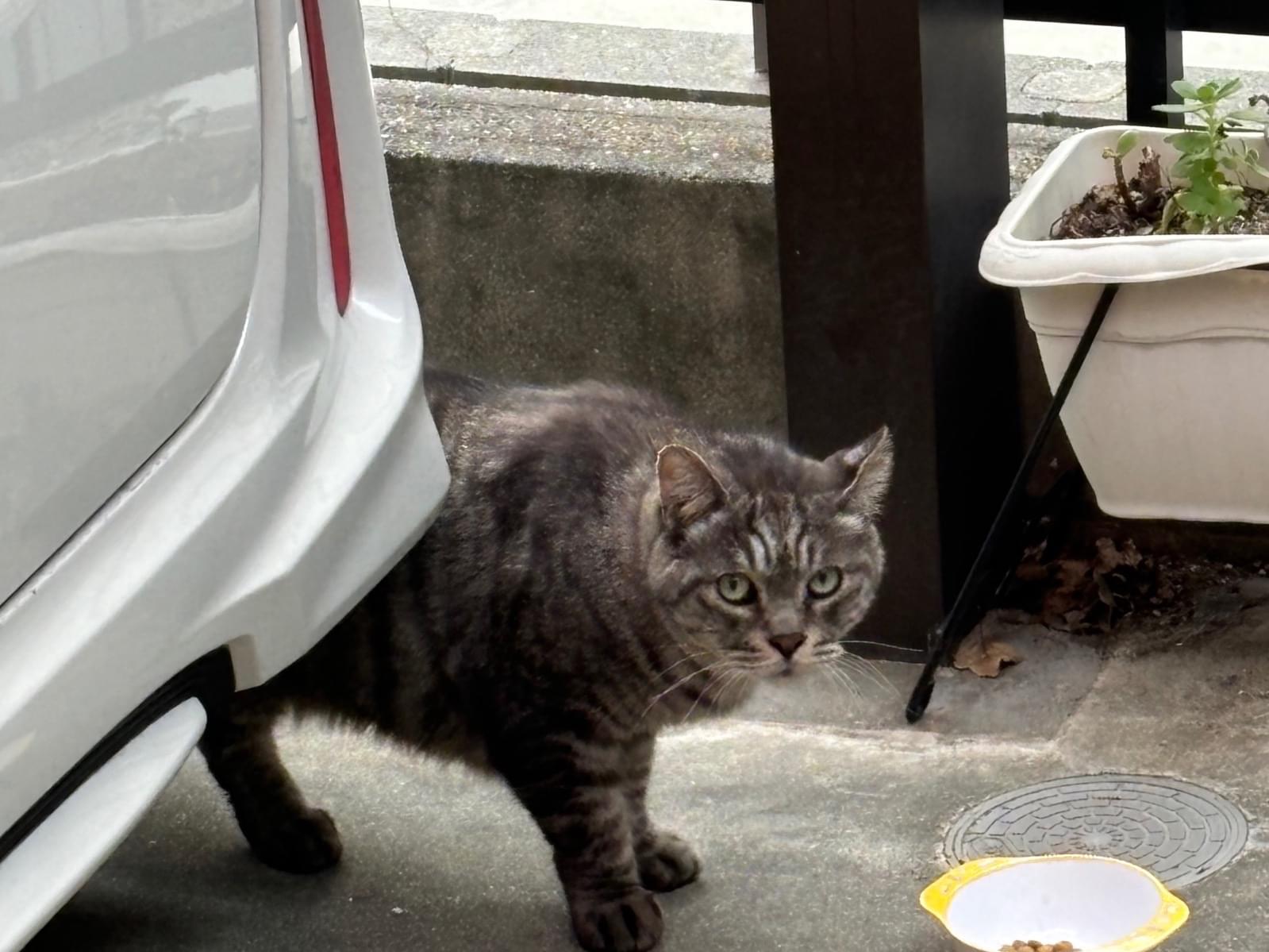 目撃された猫 目撃された猫