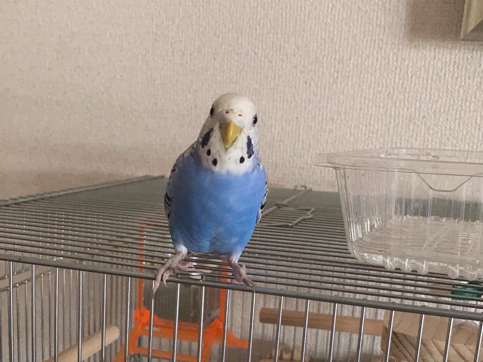 ブルちゃん ブルちゃん