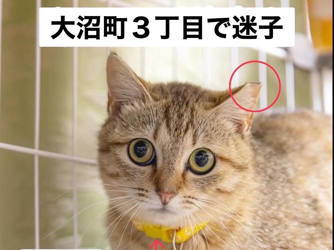 ちいちゃん ちいちゃん