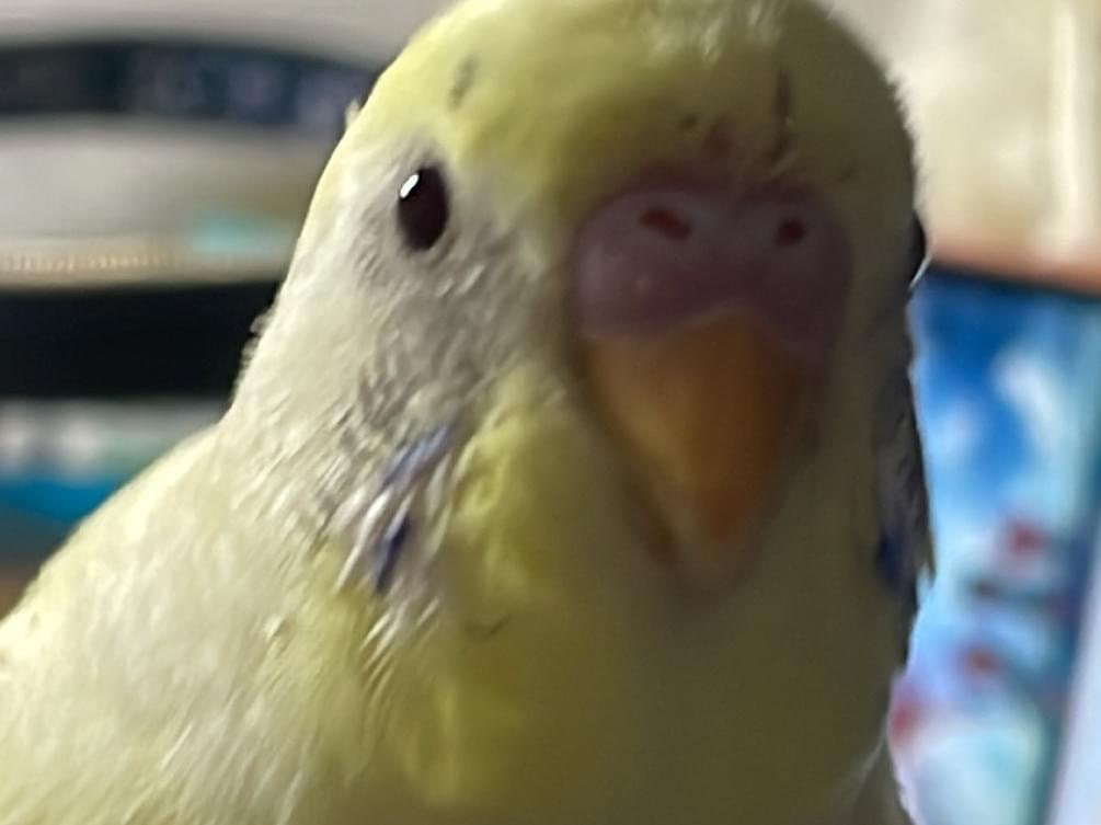 はなちゃん はなちゃん