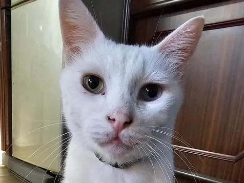 白猫見てませんか