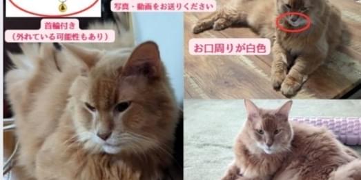 うちの猫を探しています
