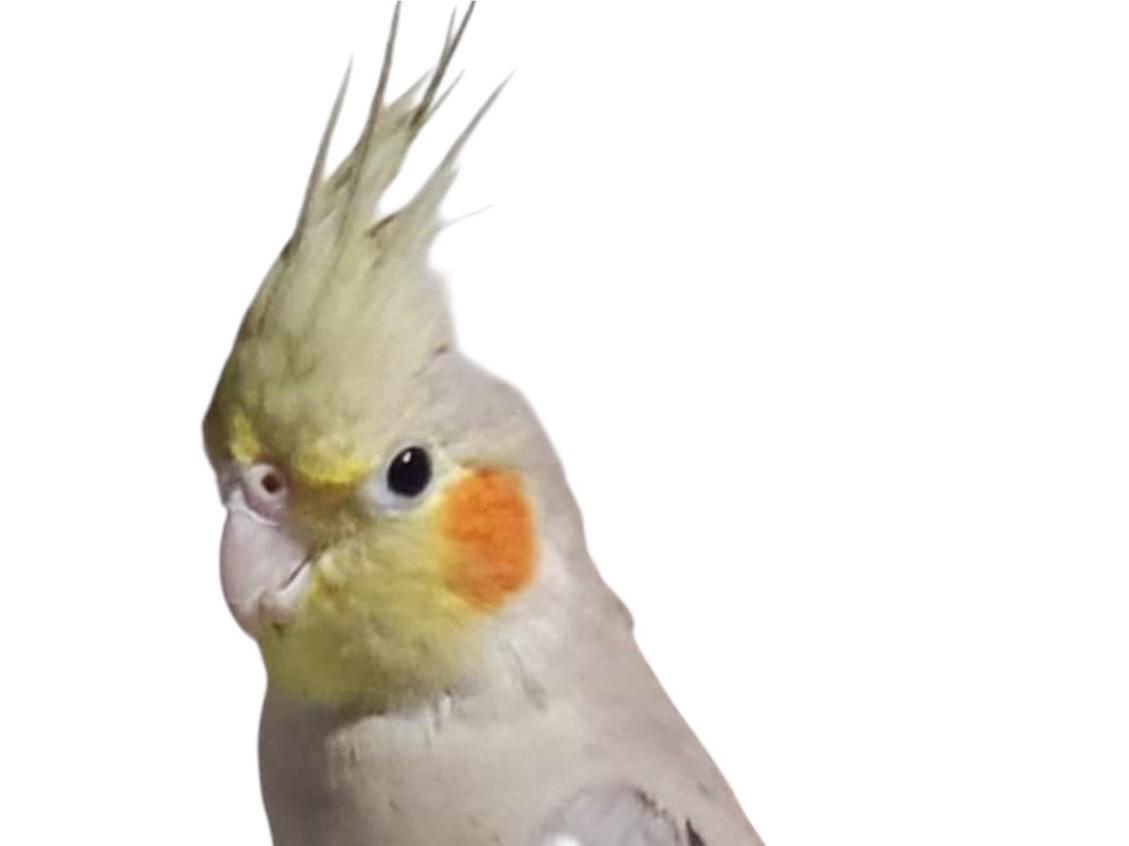 ふくちゃん ふくちゃん