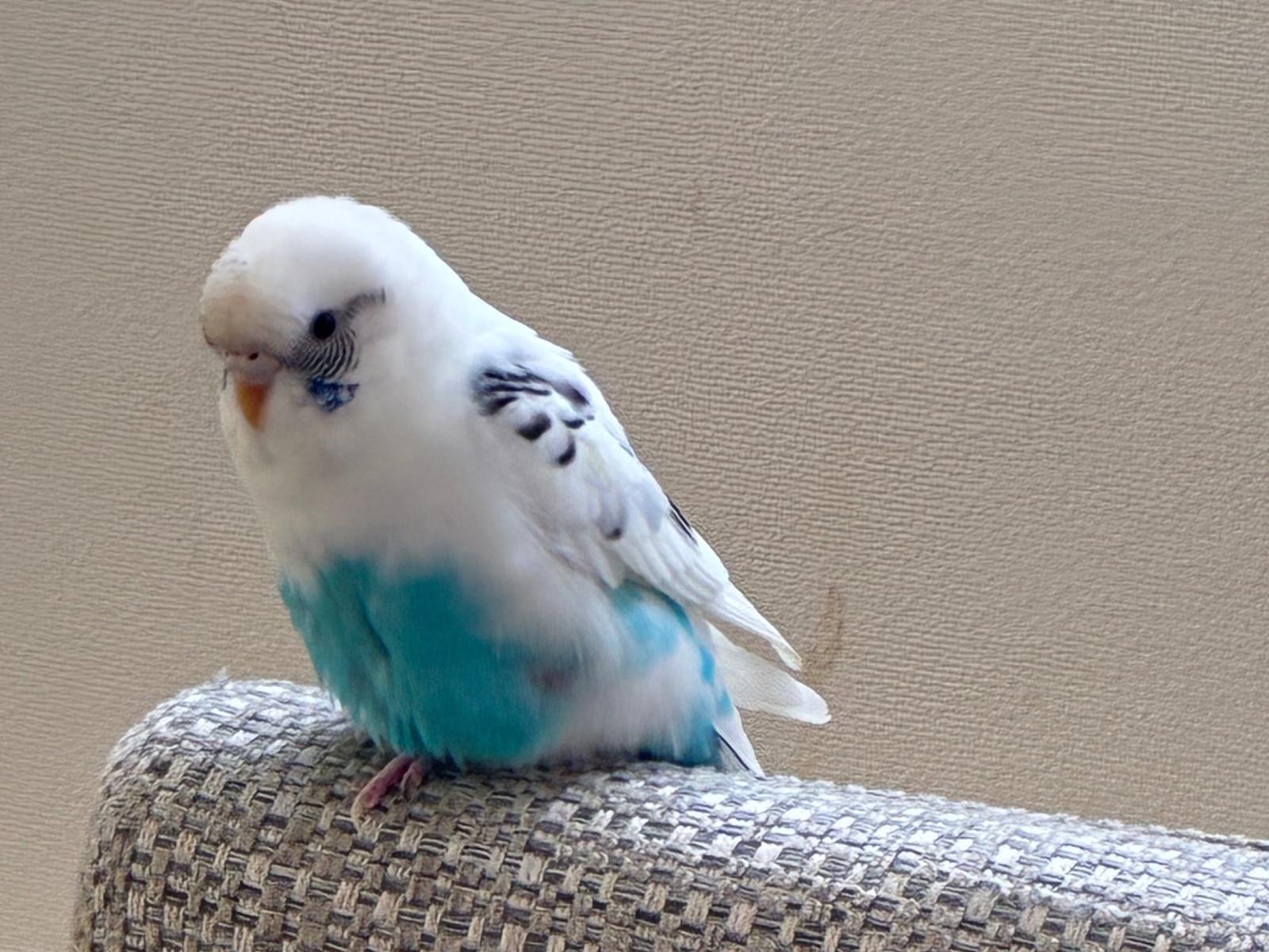 イブちゃん
