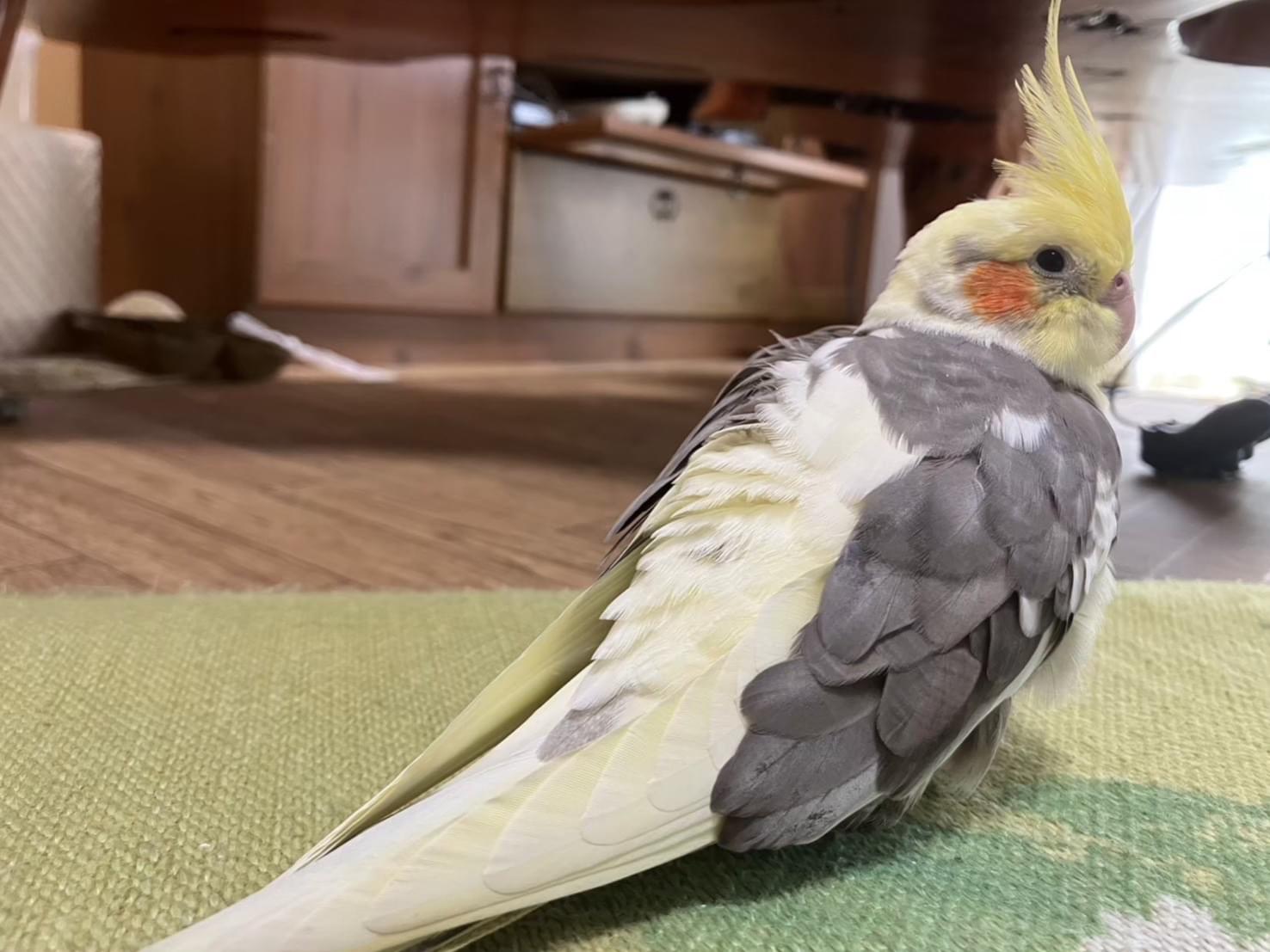 ルイちゃん ルイちゃん