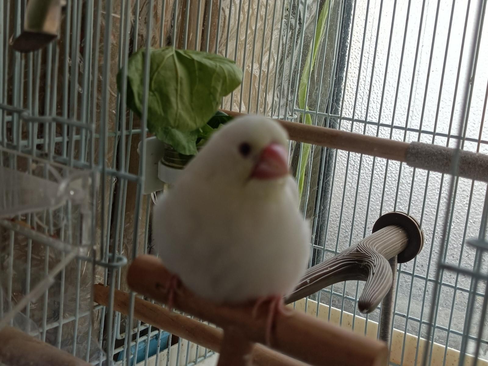 ゆきちゃん ゆきちゃん