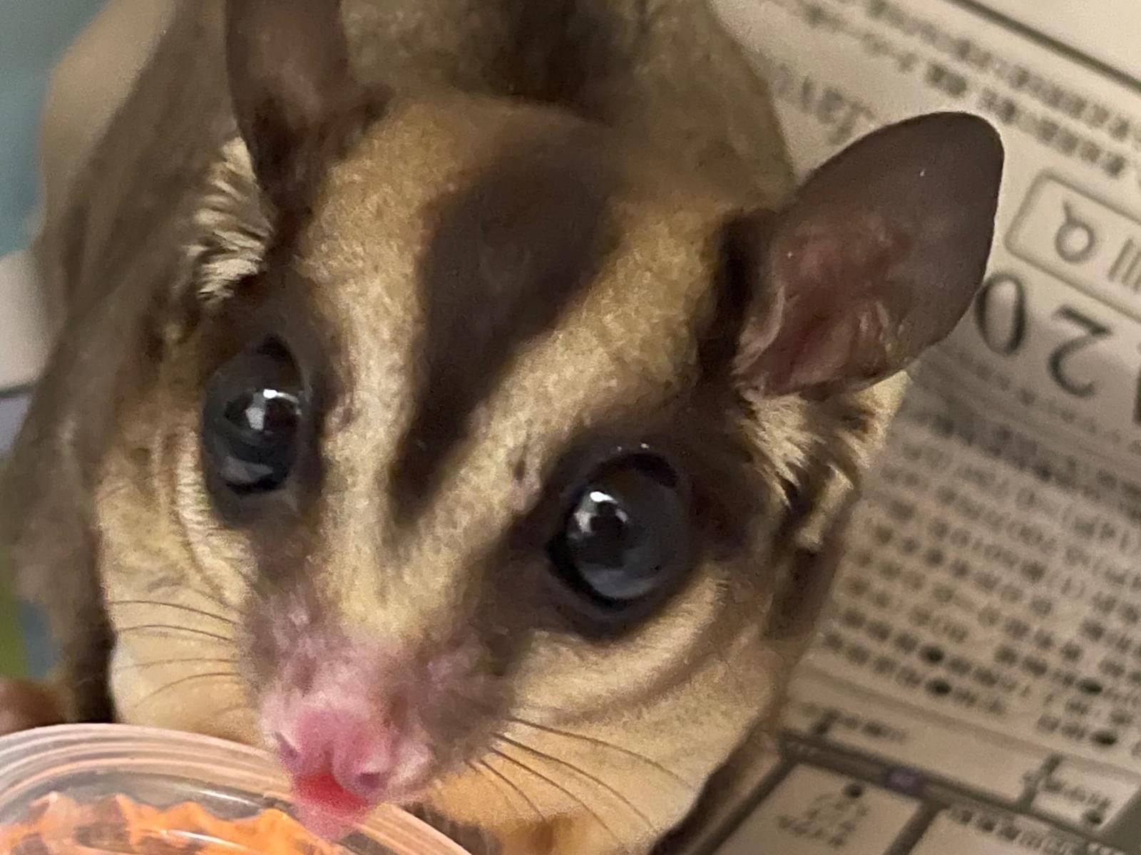 まろちゃん まろちゃん