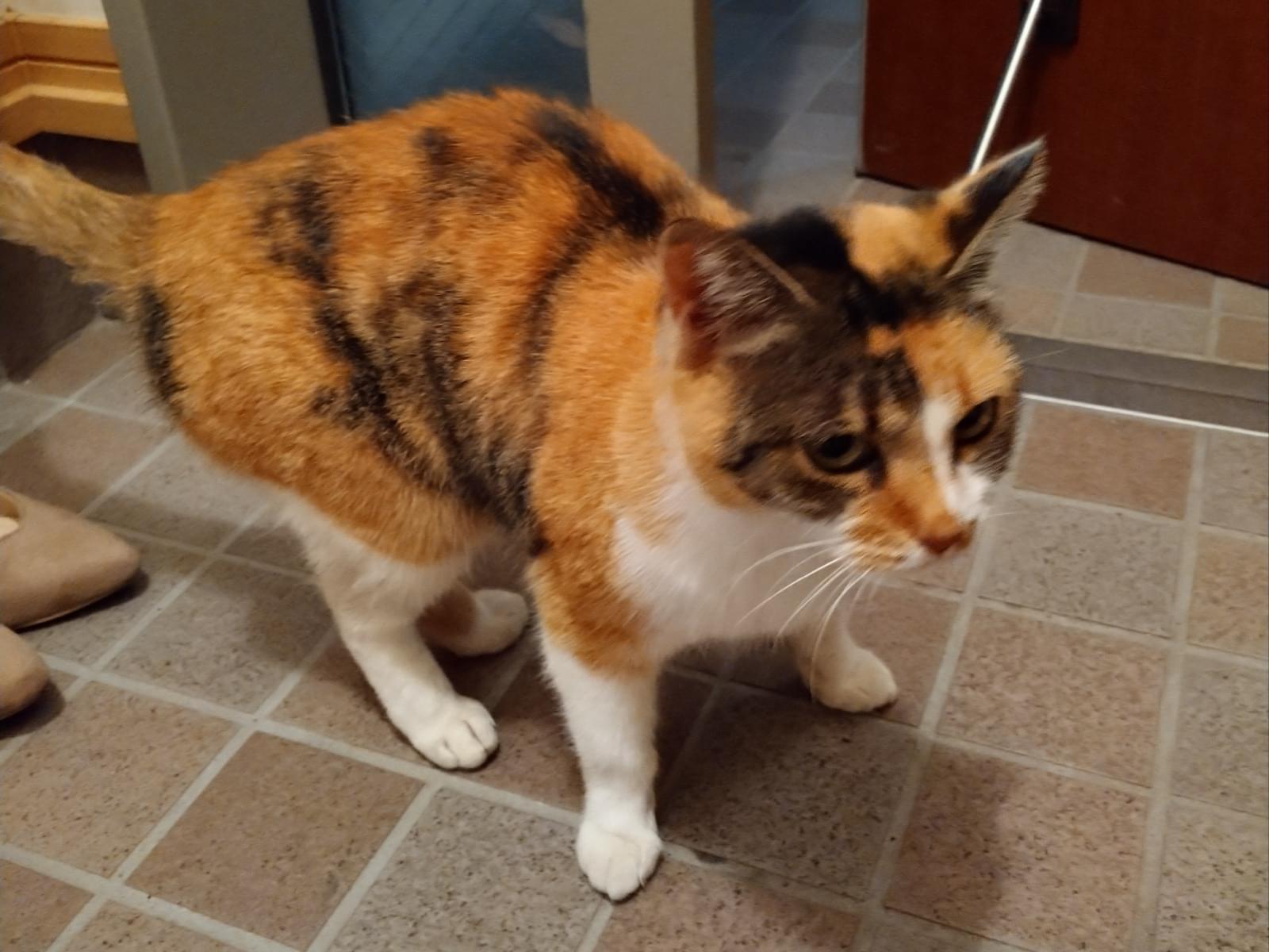 保護された猫 保護された猫