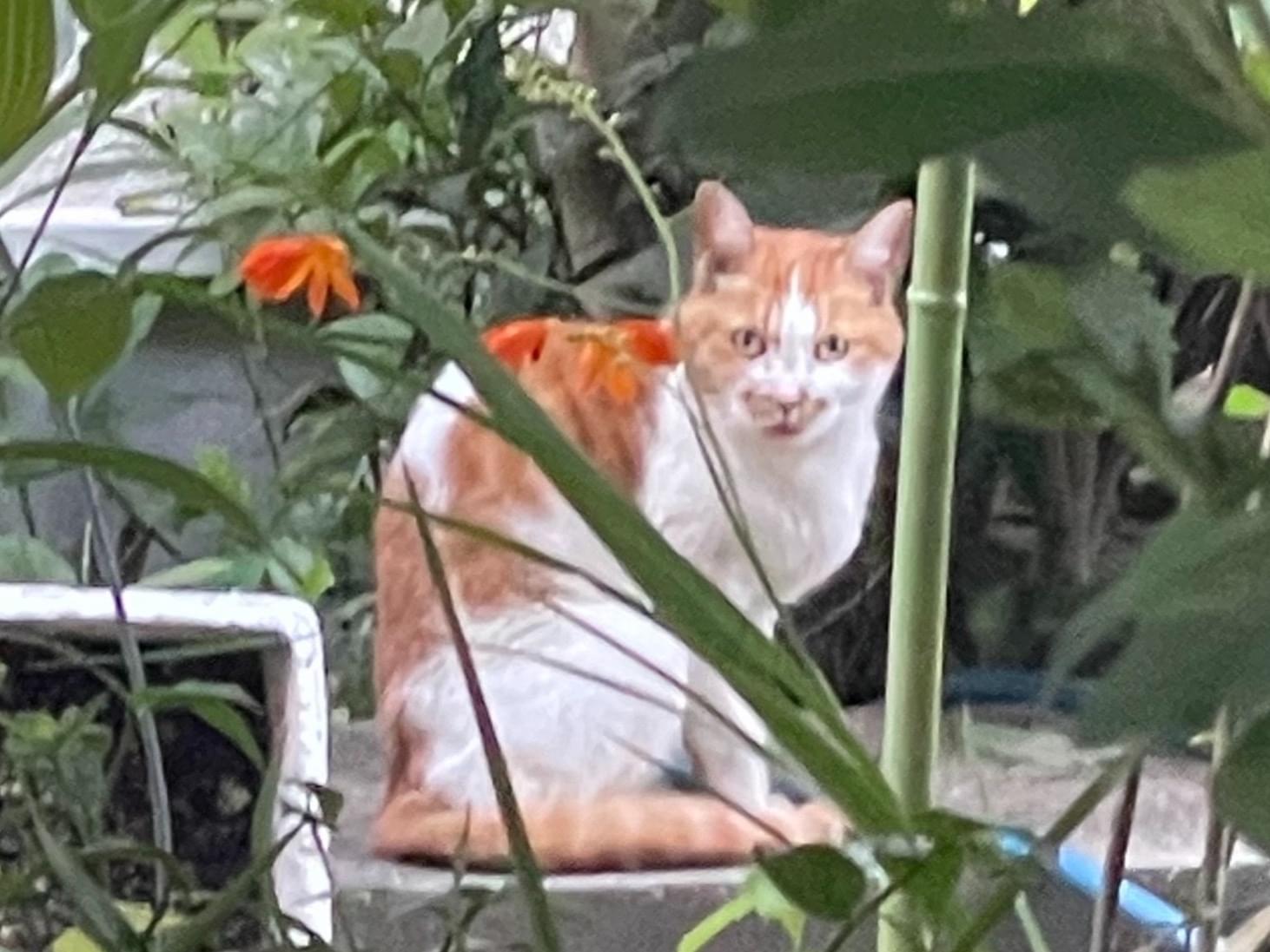 保護された猫 保護された猫