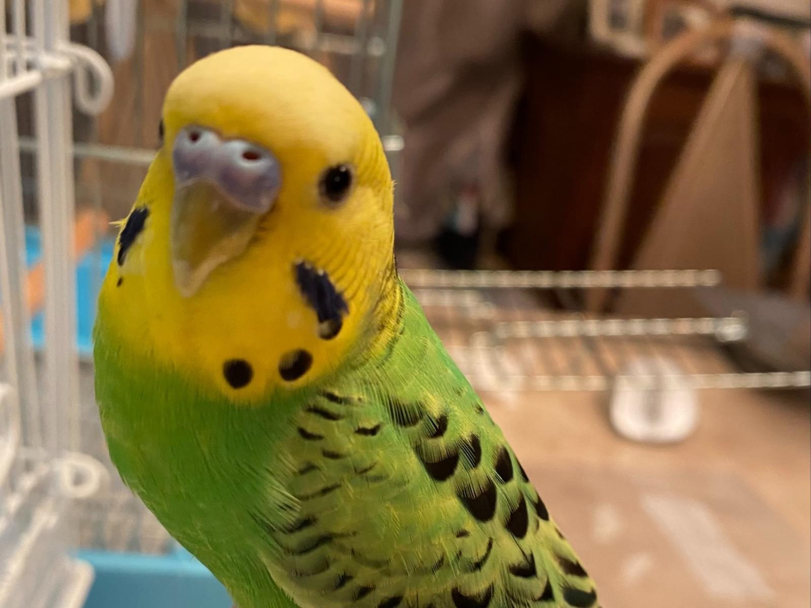 保護された鳥 保護された鳥