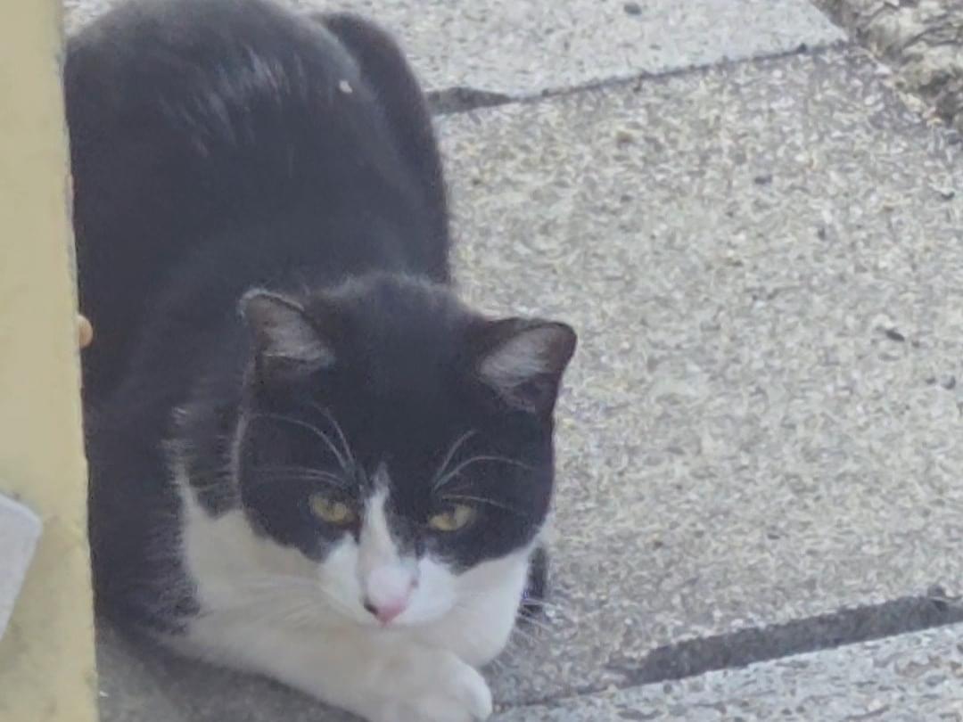 目撃された猫 目撃された猫