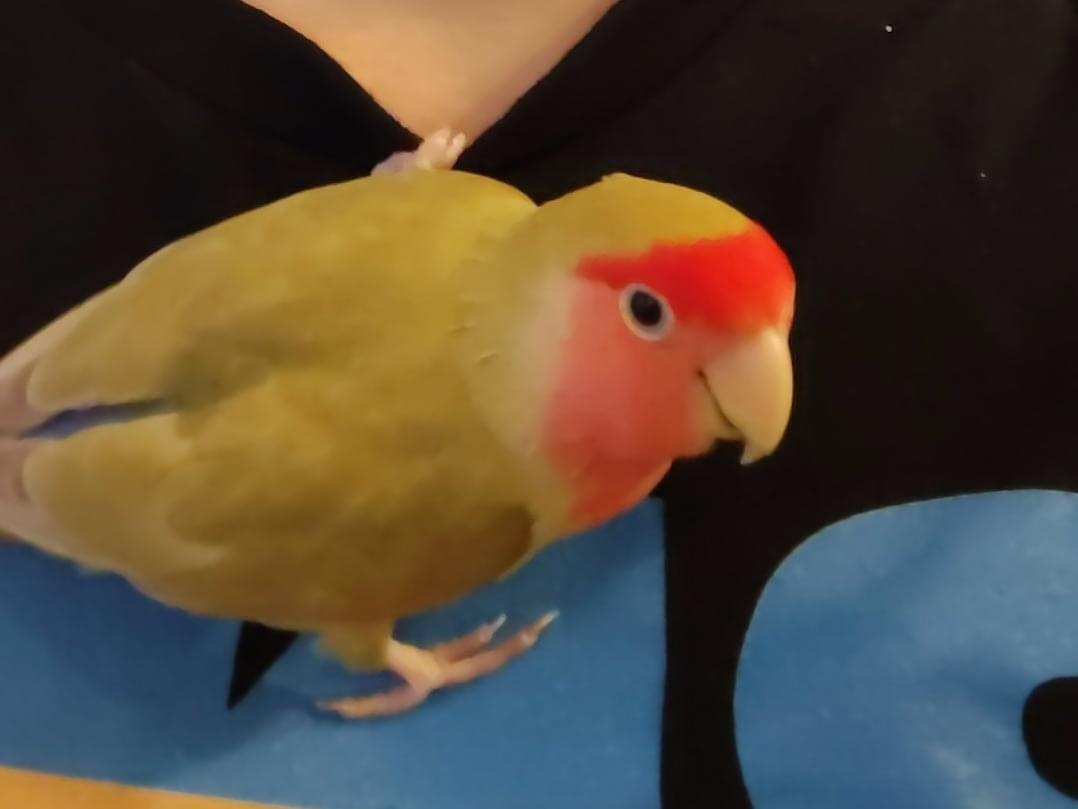 保護された鳥